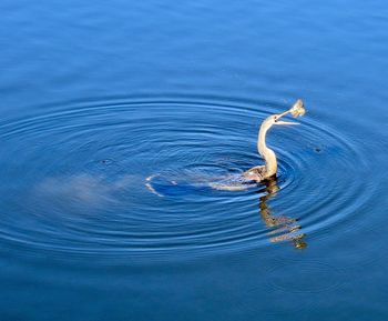 Bird with a fish