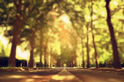 Empty road along trees