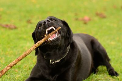Close-up of black labrador biting stick at park