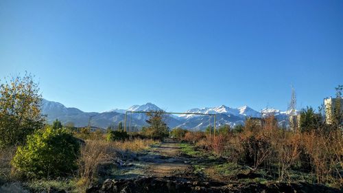 Panoramic shot of trees on landscape against clear blue sky