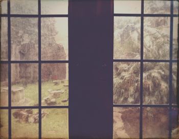 Trees seen through window of building