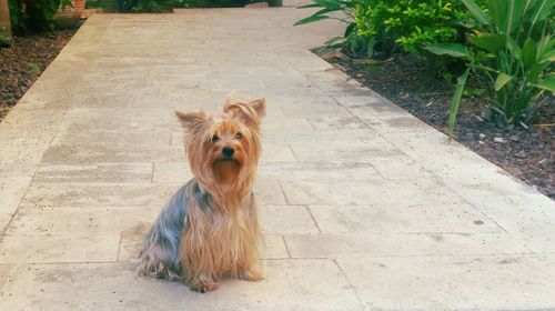 Portrait of dog