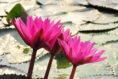 Close-up of pink water lilies blooming against leaves in pond