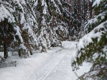 Snow covered land and trees during winter