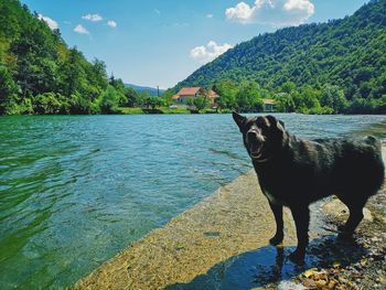 Dog standing in a lake