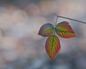 Close-up of plant leaves during autumn