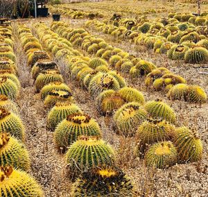 Cactus growing on field