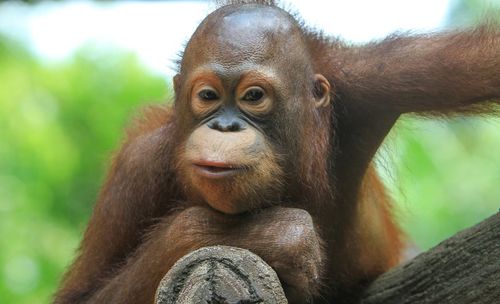  portrait of young orangutan