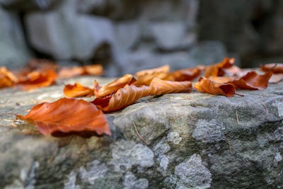Close-up of dry leaves on rock