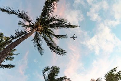 Low angle view of coconut palm tree against sky