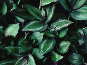 Full frame shot of green leaves