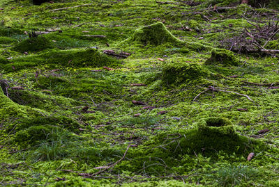 Moss growing on grass in forest