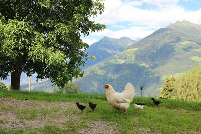 Ducks in a field