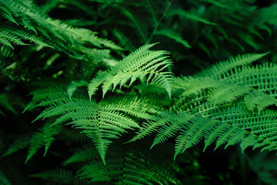 High angle view of fern leaves on tree