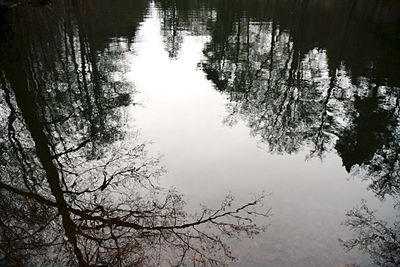 Reflection of trees in water