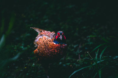 Close-up of a bird perching on a field