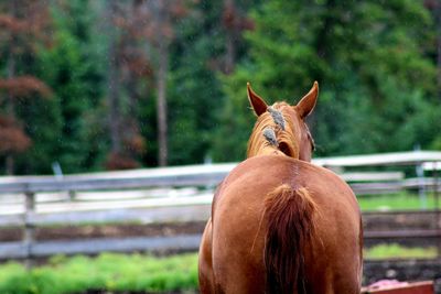 Close-up of a horse in the field