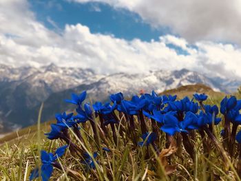 Close-up of purple flowering plants against sky