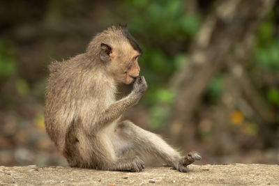 Baby long-tailed macaque sits eating on wall