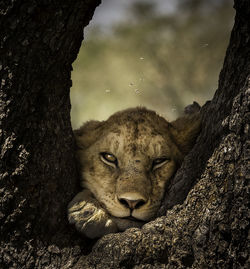 Close-up of lioness on tree trunk
