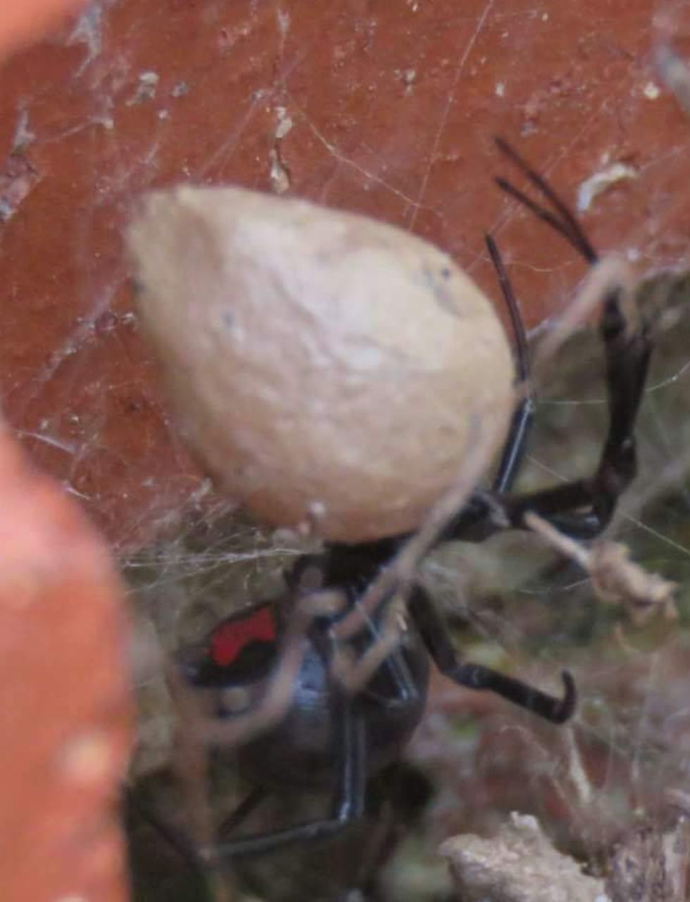 Black widow Black Widow Spider Black Widow Black Widow Spider And Her Egg Spider Poisonous Spider Black Widow Spider UnderSea Close-up Animal Themes Spider Arachnid Spider Web