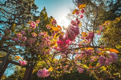 Low angle view of pink flowers blooming on tree