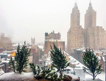 Trees in city during winter
