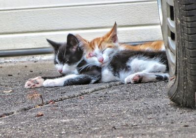 Cats resting