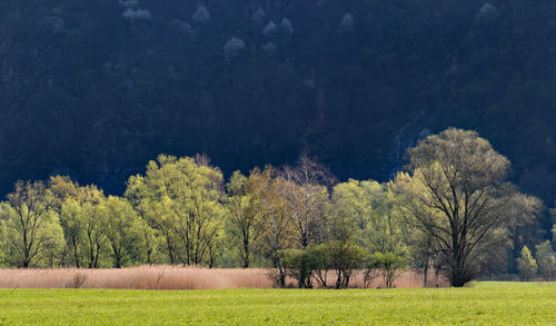 Trees growing in field