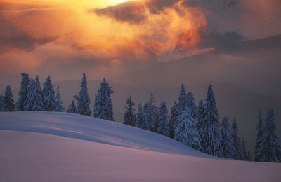 Snow covered trees against sky during sunset