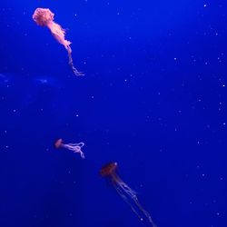 Jellyfish swimming in sea