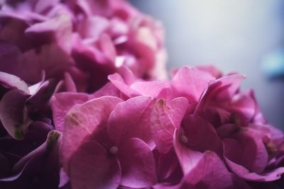 Close-up of pink roses