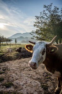 Cows standing on field against sky