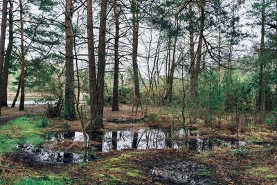 Trees growing in forest