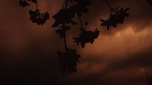 Low angle view of silhouette tree against sky
