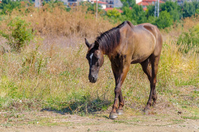 Brown horse goes in the field at summer day. equine graze beside the road and field. sad nag