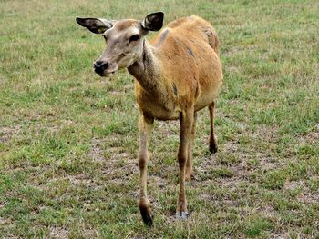 Portrait of lion standing on field