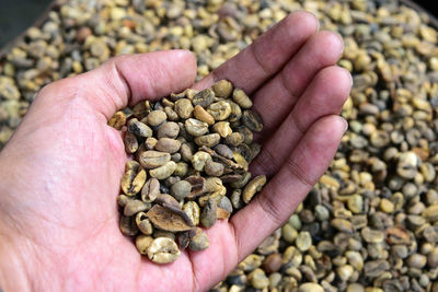 High angle view of hand holding raw coffee bean