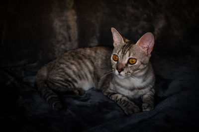 Portrait of cat resting on floor