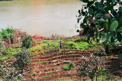 High angle view of trees by plants