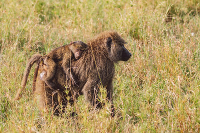 Side view of an animal on field