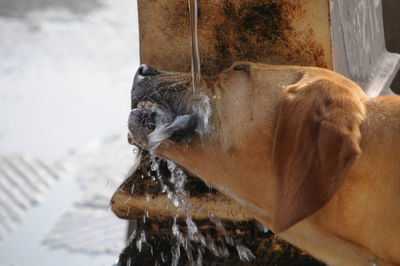 Thirsty dog at a fountain