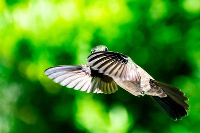 Close-up of butterfly flying