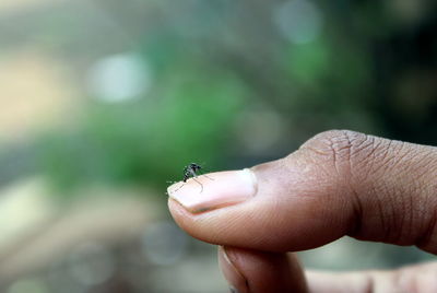 Close-up of ant on fingers