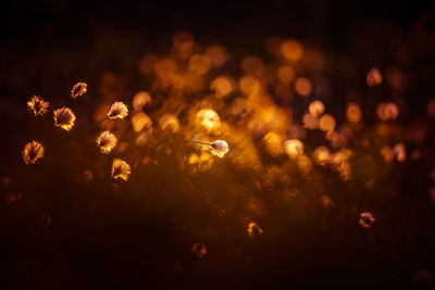 A beautiful cotton-grass heads in the warm sunset light. white fluffy cotton-grass flowers.