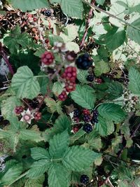 Close-up of red berries growing on tree