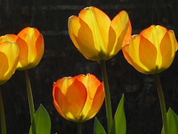 Close-up of yellow tulips blooming outdoors