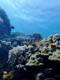 View of coral swimming in sea