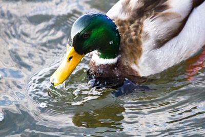 Close-up of duck swimming in lake