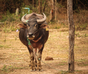 Portrait of horse standing on field